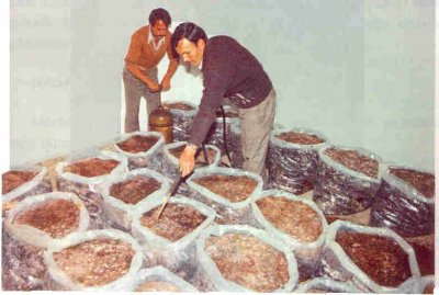 Örtü toprağı serilmeden önce ilaçlamanın yapılması.